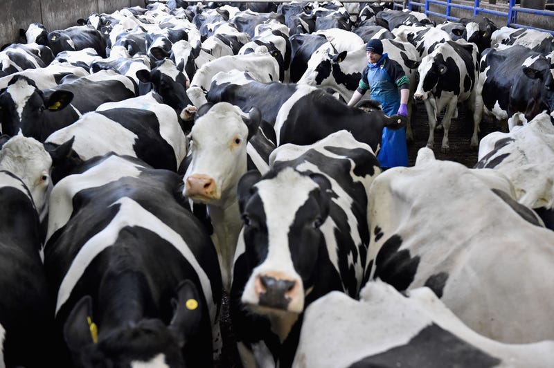 dairy cows
