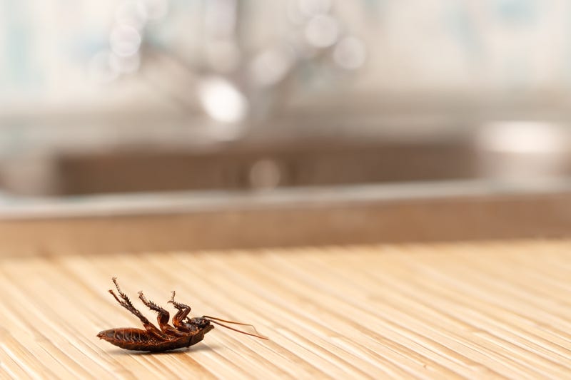 cockroach 