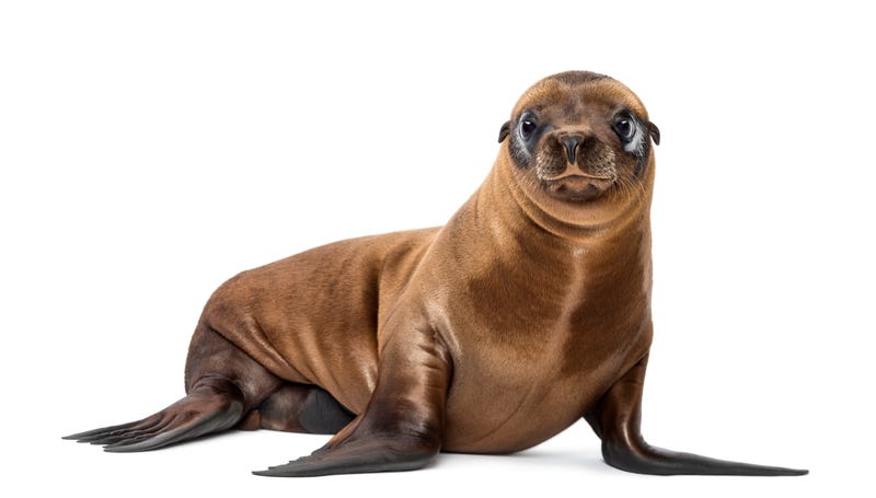Young California Sea Lion, Zalophus californianus, portrait, 3 months old against white background