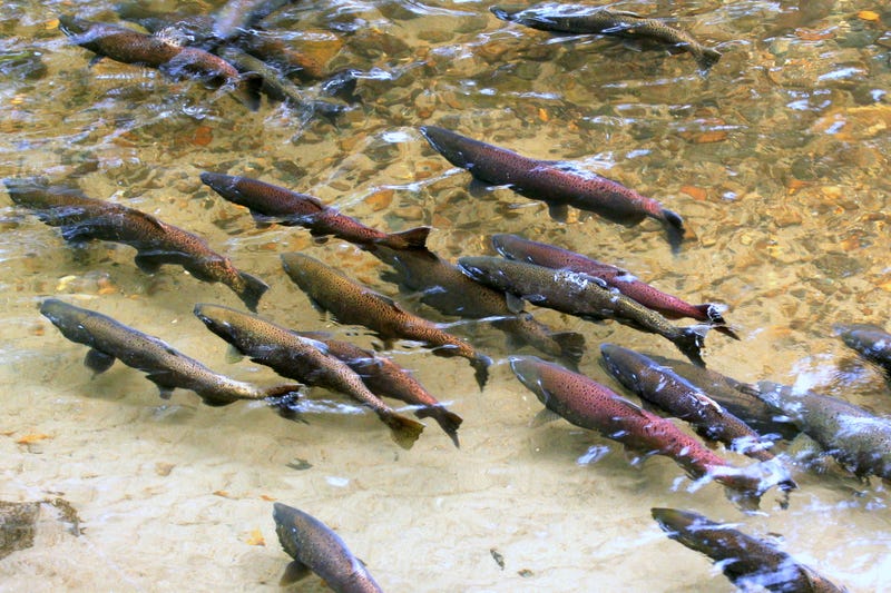 Salmon