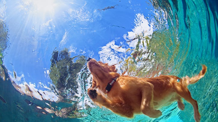 WATCH: Hero dog saves another dog from drowning