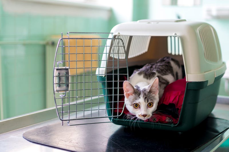Tip from veterinarian led to search of Olyphant home filled with cats