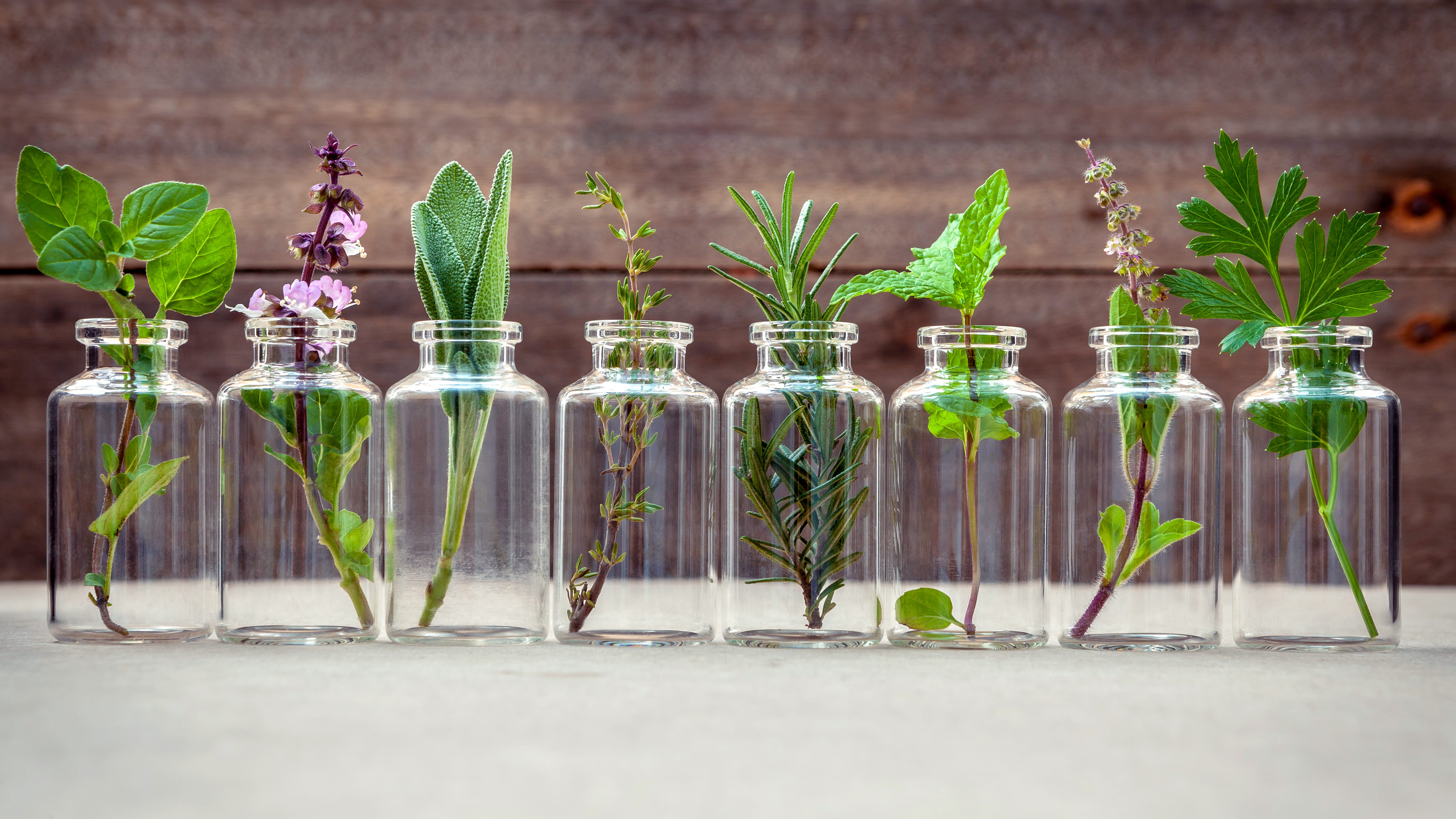 Online herbalist aims help at Philly's underserved by charging nothing