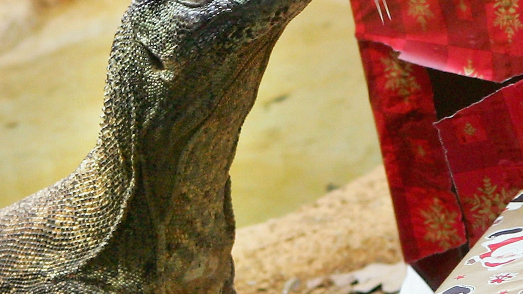 WATCH: Giant lizard goes on rampage at 7-Eleven in terrifying viral video
