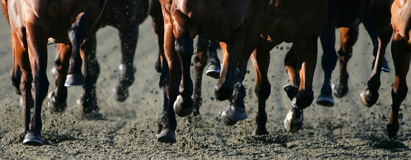 horses