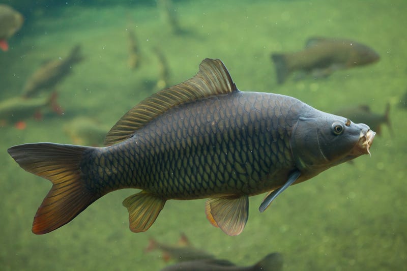 Big fish in water