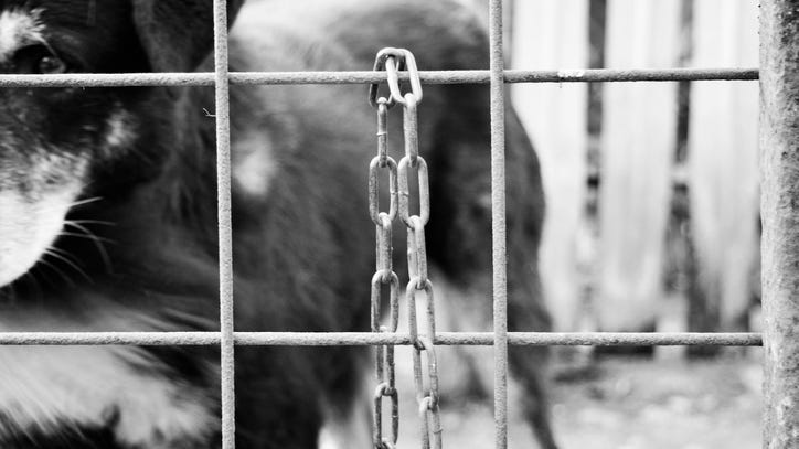 Downriver man convicted on dogfighting charges ordered to undergo cognitive behavioral therapy in 'unprecedented' case