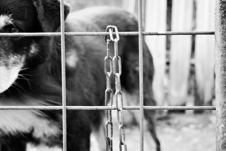 dog in cage