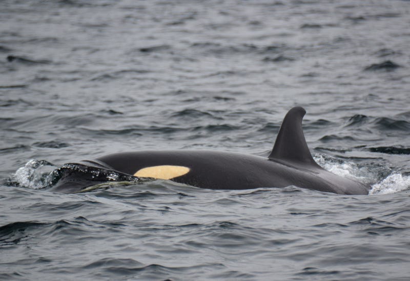 There are less than 75 Southern Resident killer whales at the moment.
