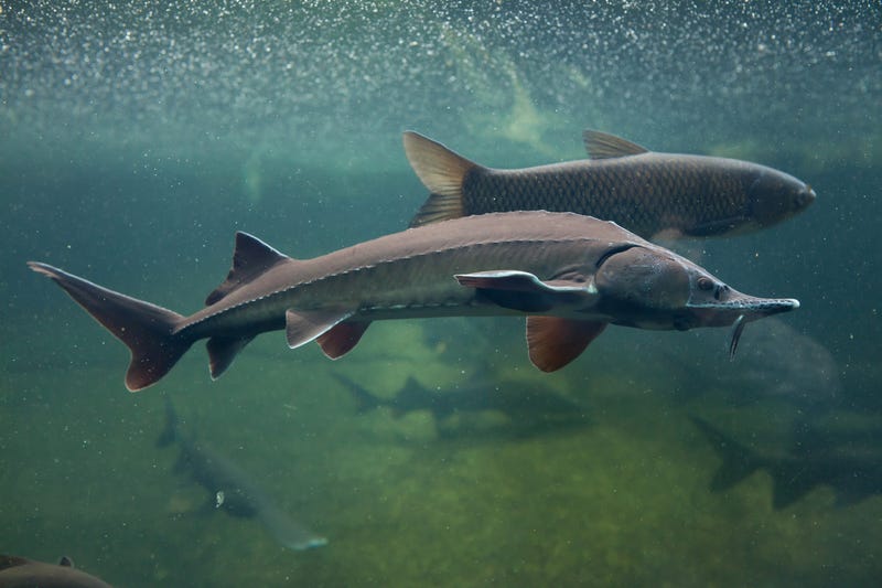 Stock photo of sturgeon underwater