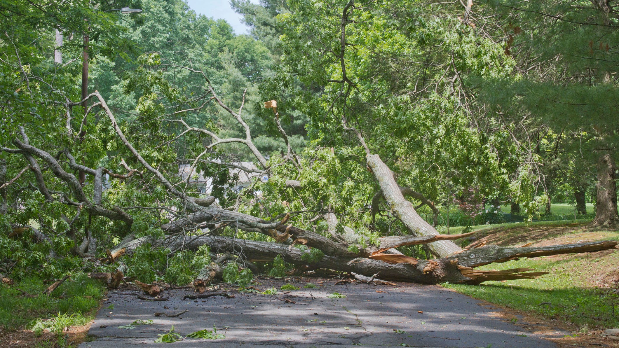 Five killed by falling trees during California storms