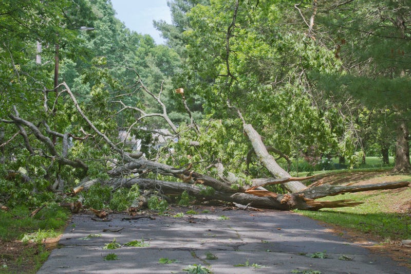Tree blocking the road. 
