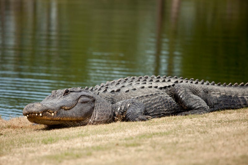 Wild alligator sunning on golf course.