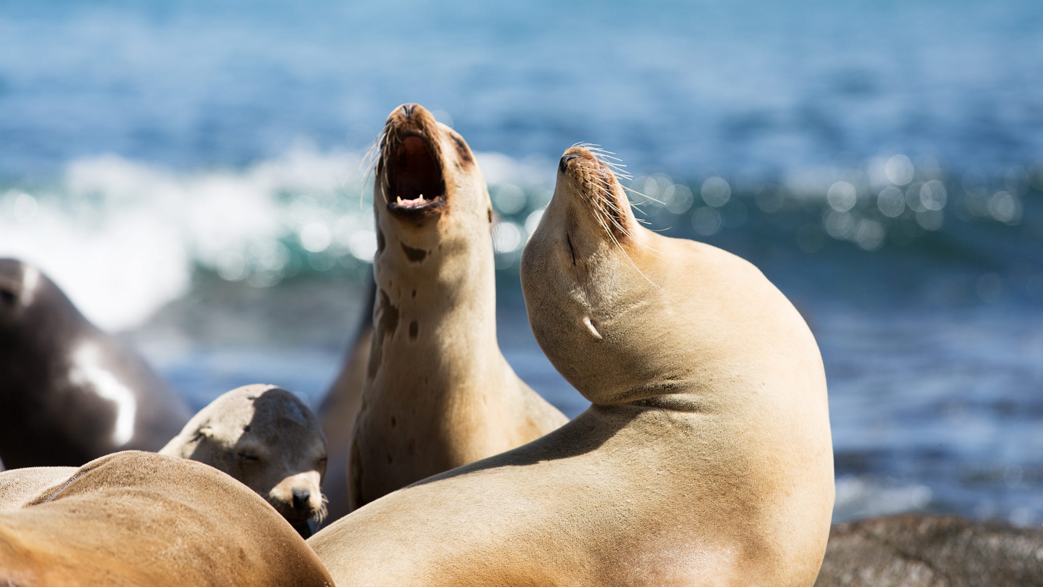 Sick sea lions reported on Southern California beaches