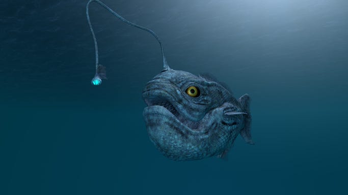Rare deep-sea 'monster' washes up on San Diego beach