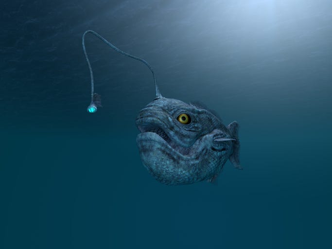 Illustration of a deep sea angler fish. 
