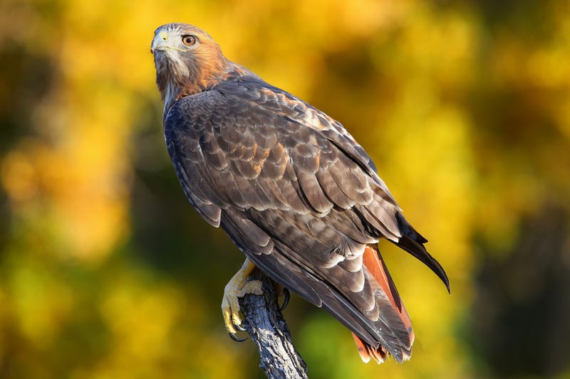 Oakland’s Wilma Chan Highland Hospital is asking the public for assistance in naming the two red-tail hawks living in the hospital’s campus courtyard.