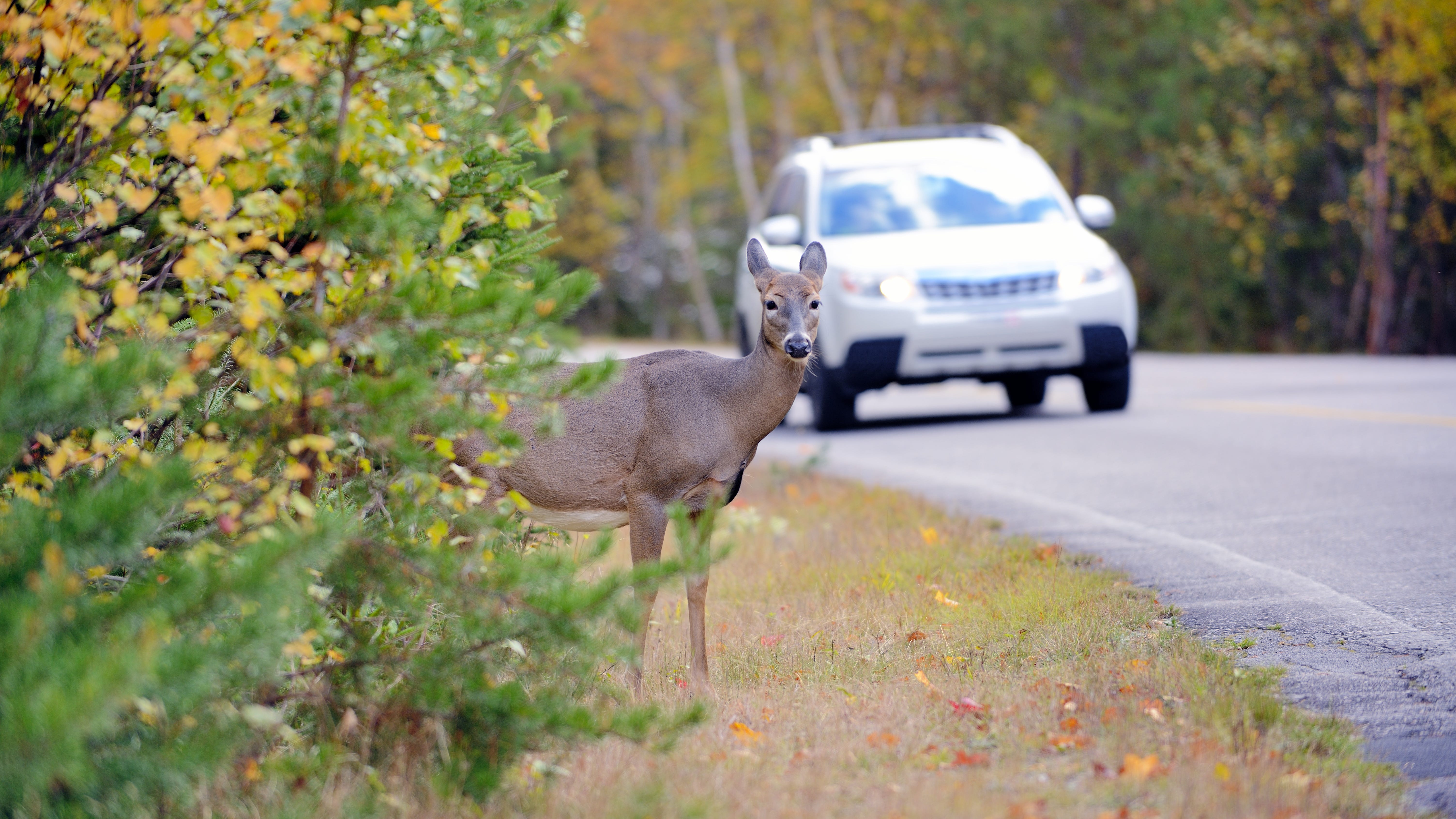Illinois drivers must be on high alert for deer crossing, IDOT says