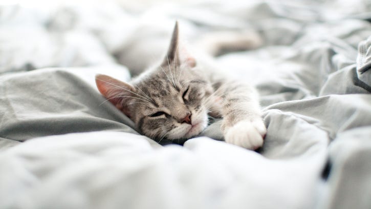 Calling cat lovers! This 'purr-fect' bed frame offers cats a place to play while humans sleep