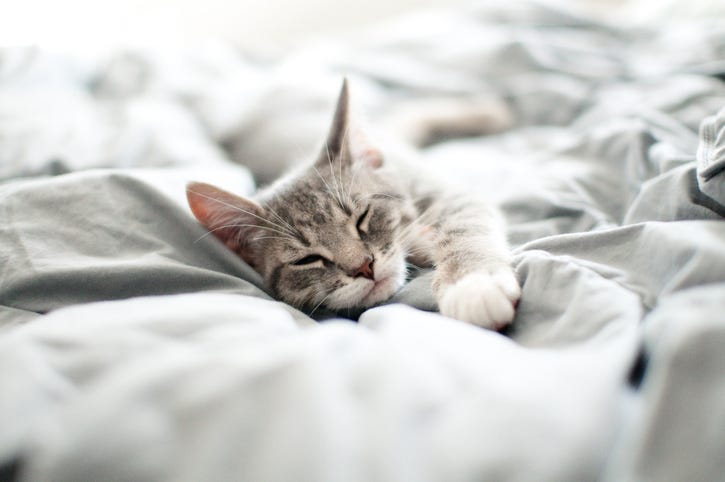 cat
