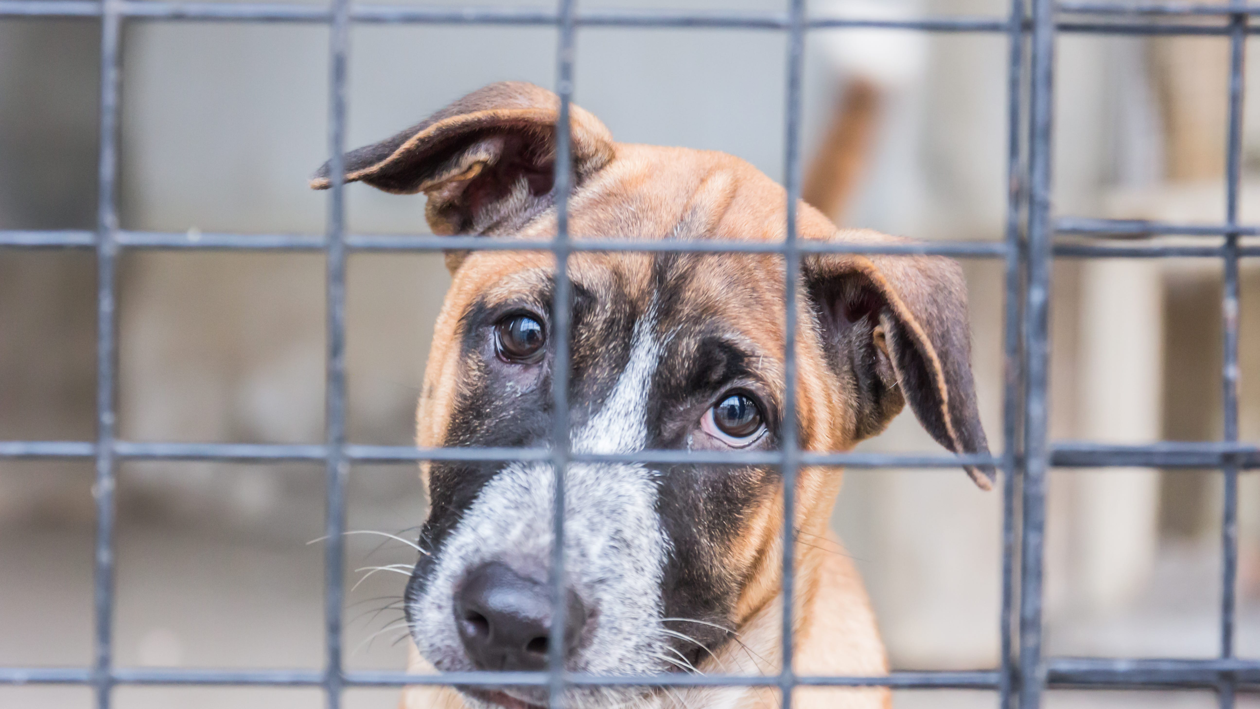 About 50 dogs facing euthanization at Riverside County shelters
