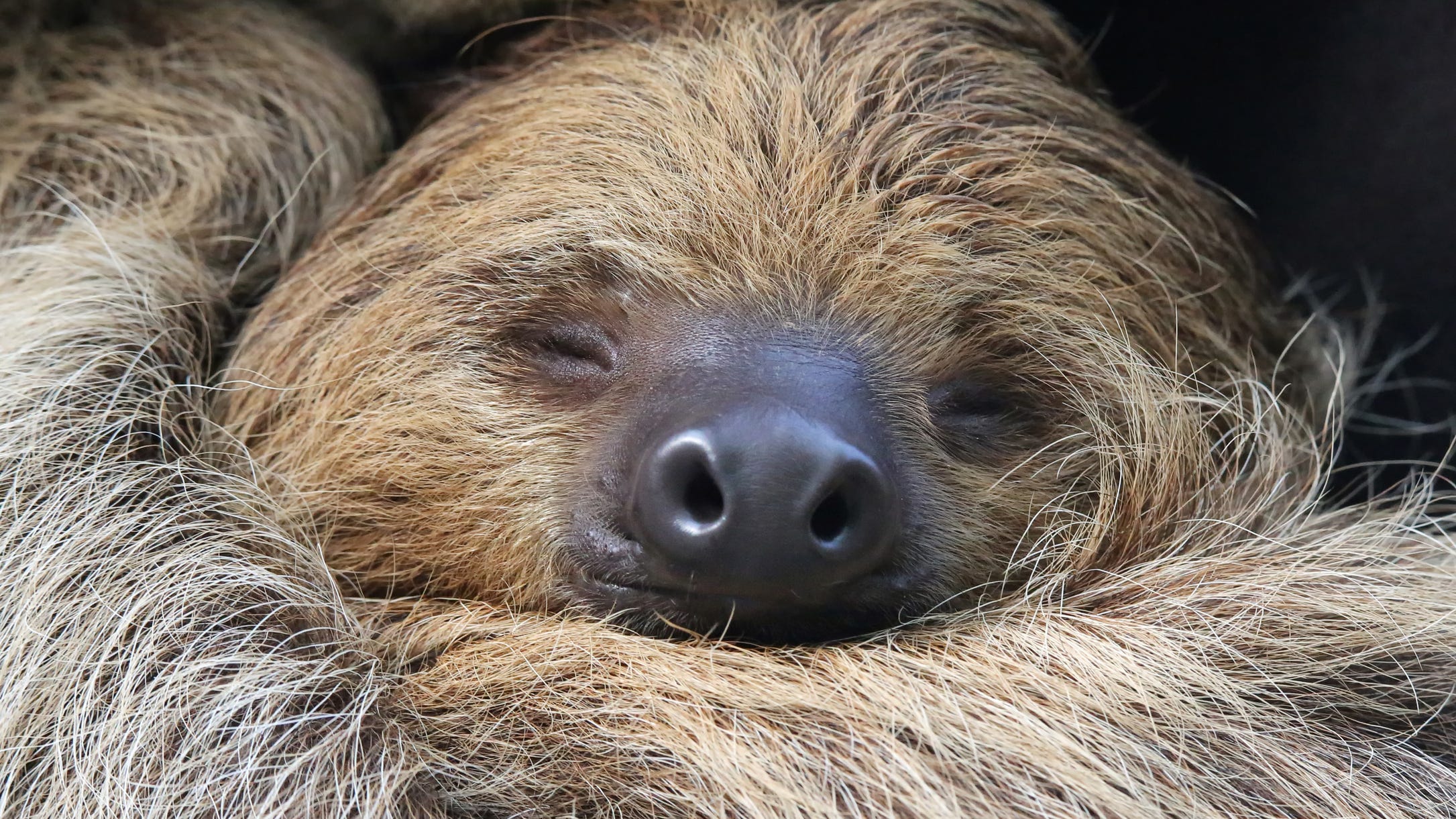 PHOTO: Zoo celebrates birth of first baby sloth in 127 years