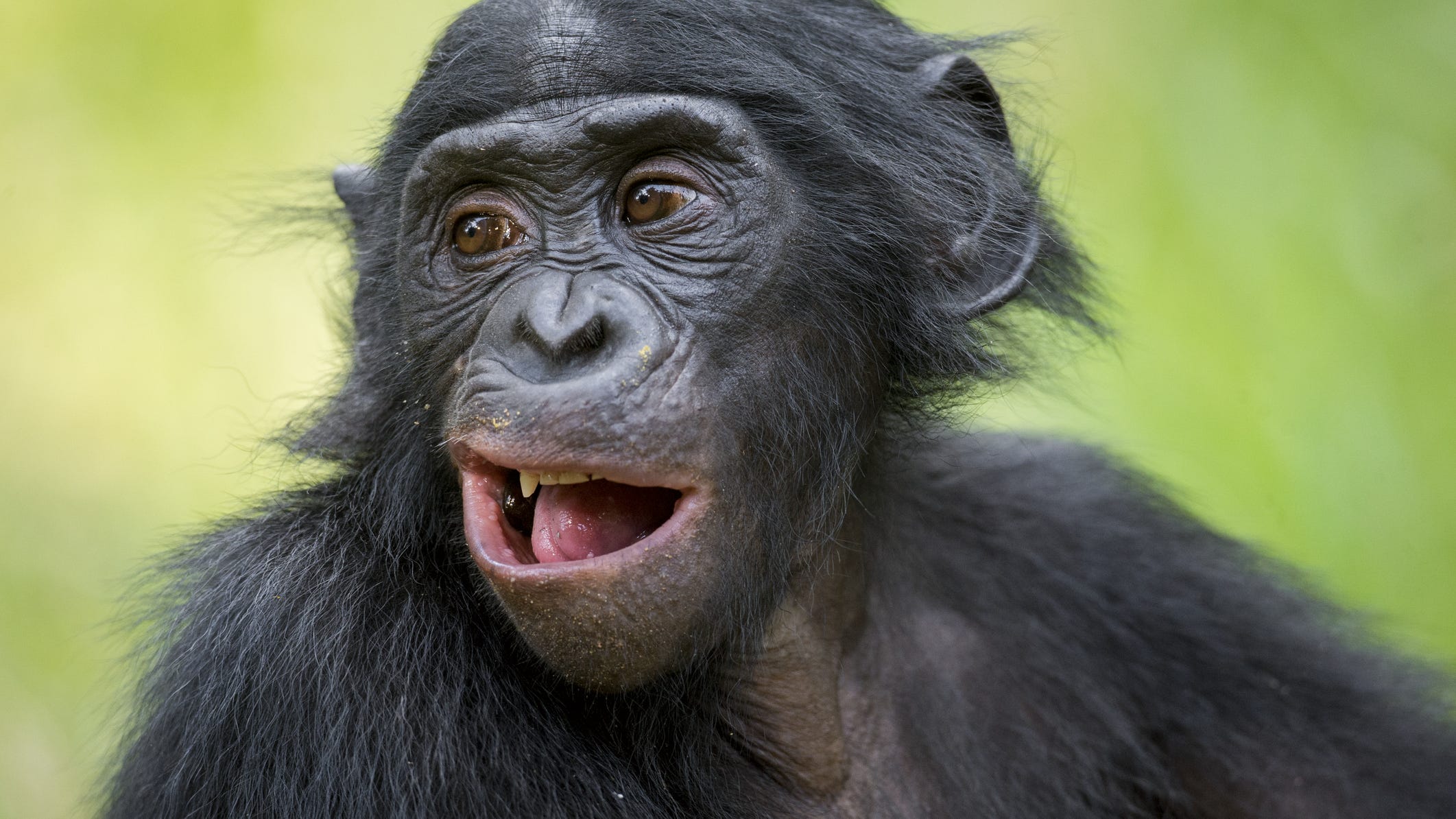 WATCH: Chimpanzee has adorable reaction to seeing owl for first time