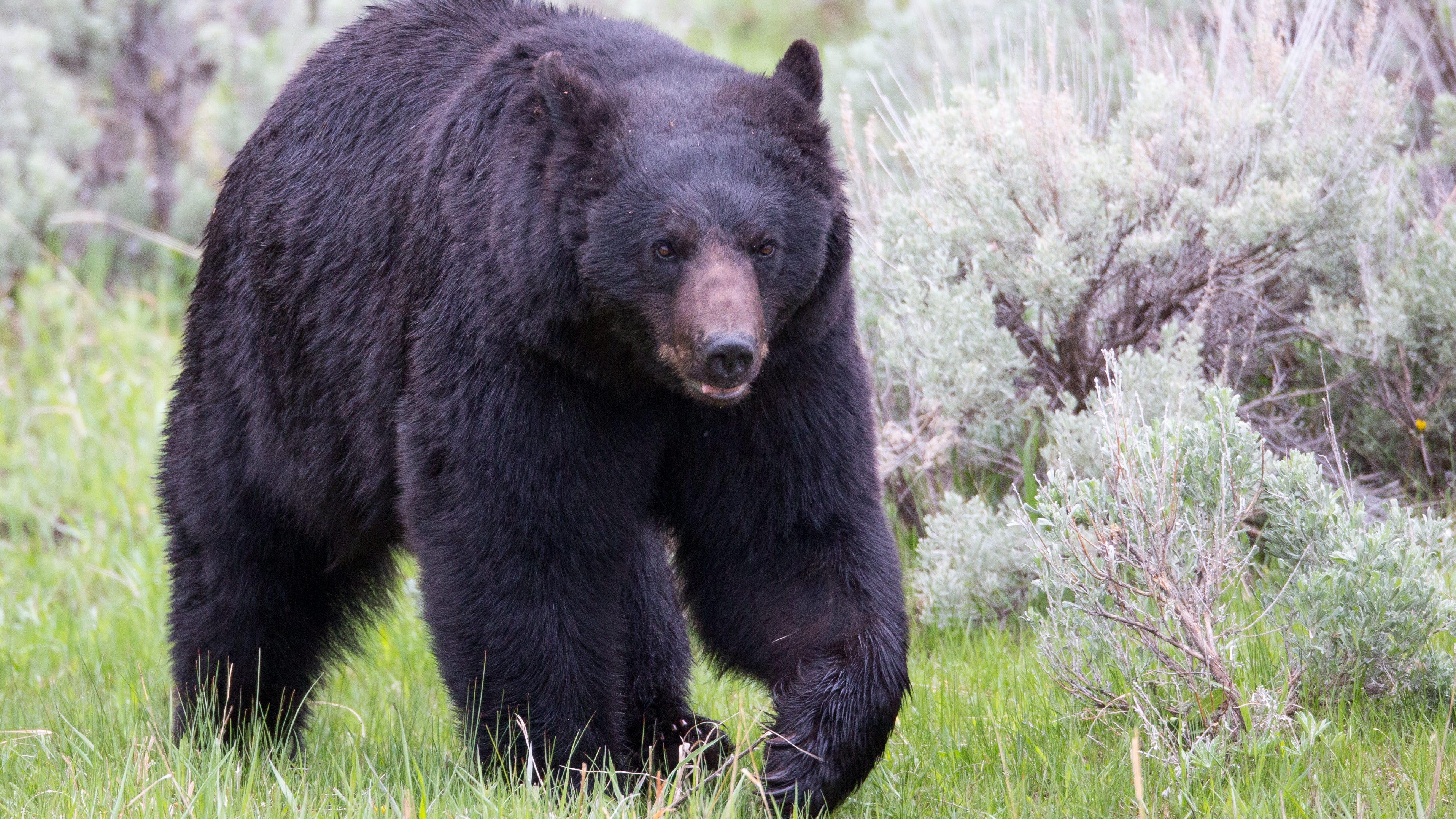 Michigan bear population on the rise, Lower Peninsula sees 'drastic' increase, DNR says
