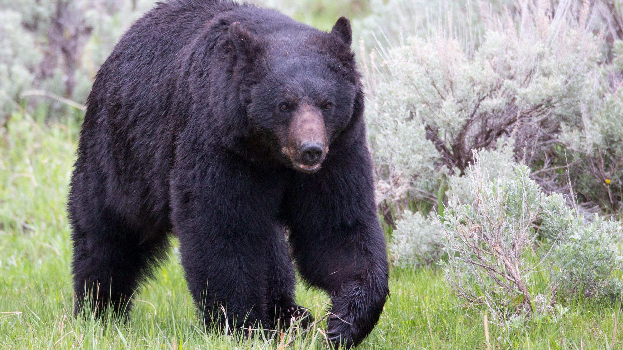 NJ officials set trap to euthanize bear in 2nd fatal dog attack this month