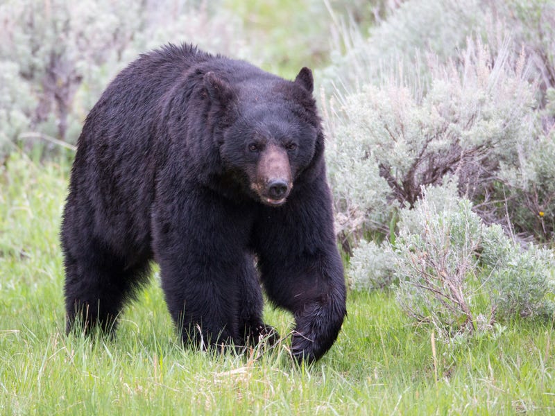 Black Bear