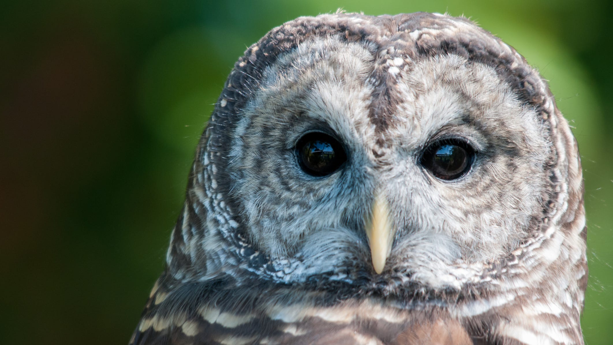 Kennedale officers save injured owl who was struck by a car