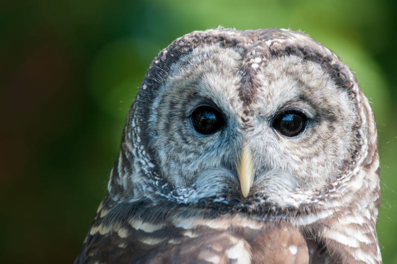 Kennedale officers save injured owl who was struck by a car