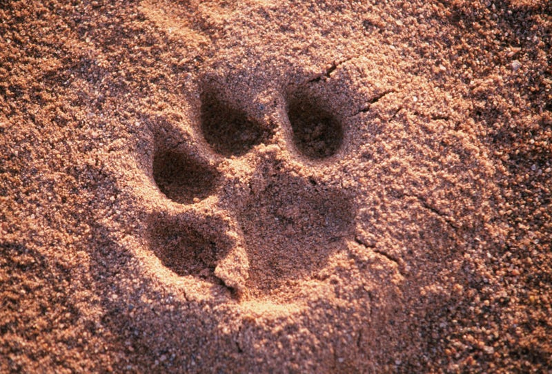 lion pawprint