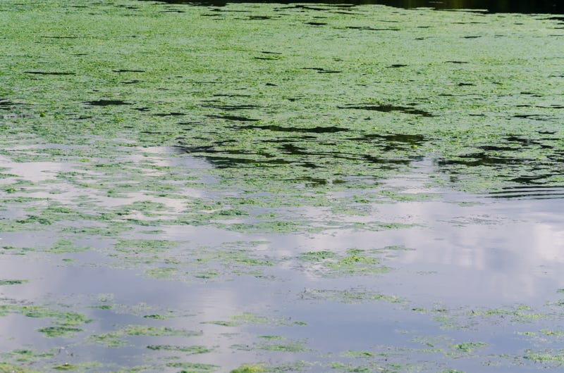 Blue-Green Algae
