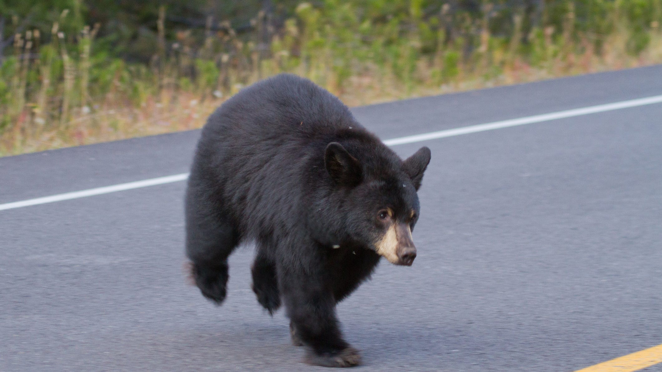 WATCH: Bear wanders aisles of Ralphs grocery store