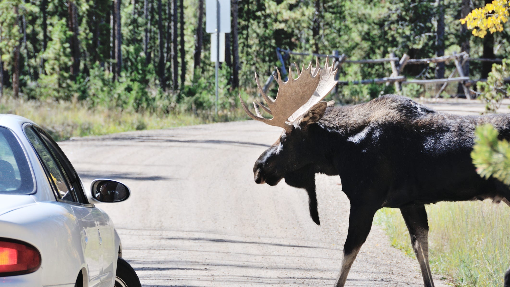 A moose walks into a hospital. No, really.