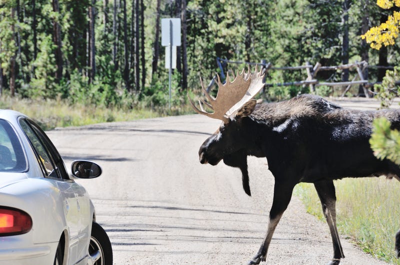 Bull moose walking in front of car on rural road in Colorado.