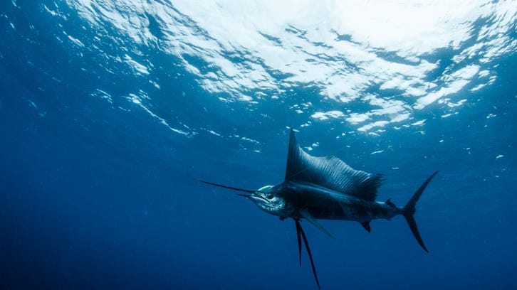 Woman speared by sailfish off the coast of Florida