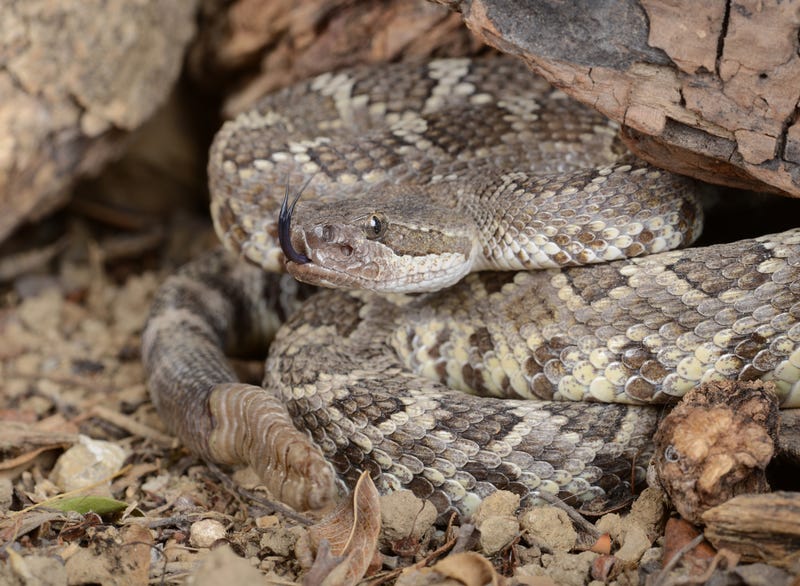 rattlesnake