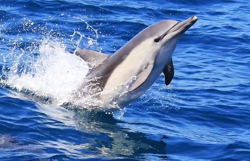 Dolphin