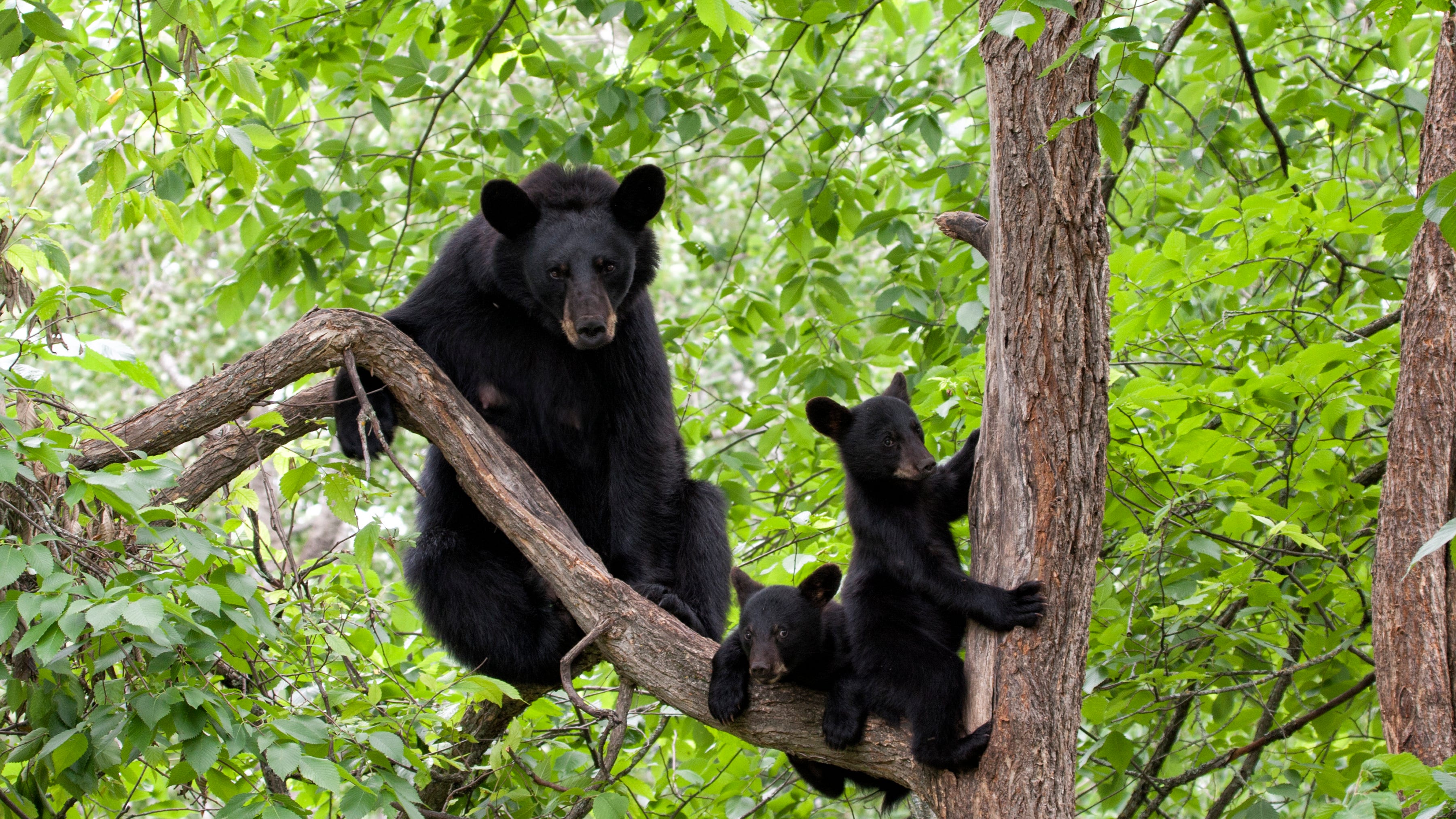 Bear euthanized after attacking woman in Butler Township