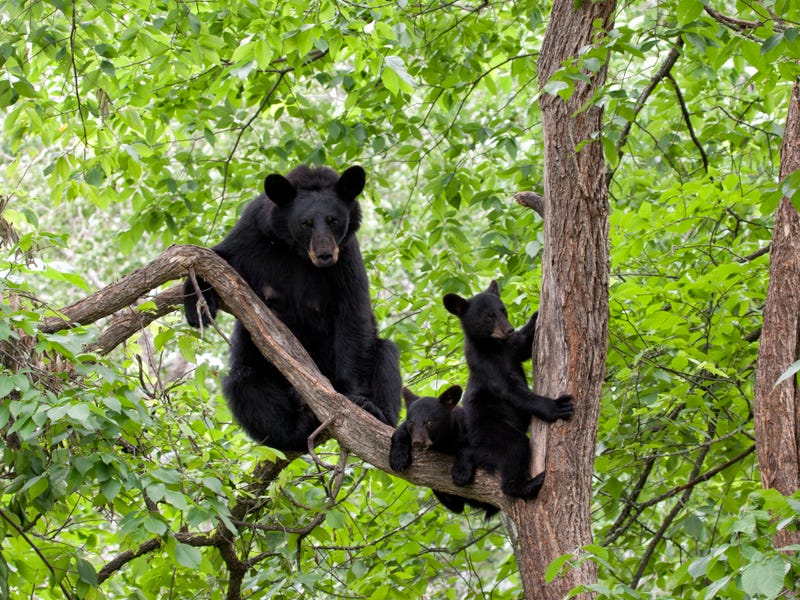 File Photo: Black bear with cubs