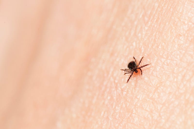 Black-legged tick.