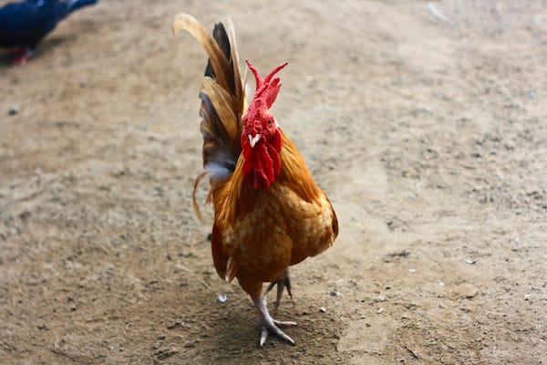Rooster in field