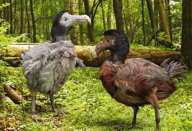 An illustration of a male and female Dodo Birds in a forest