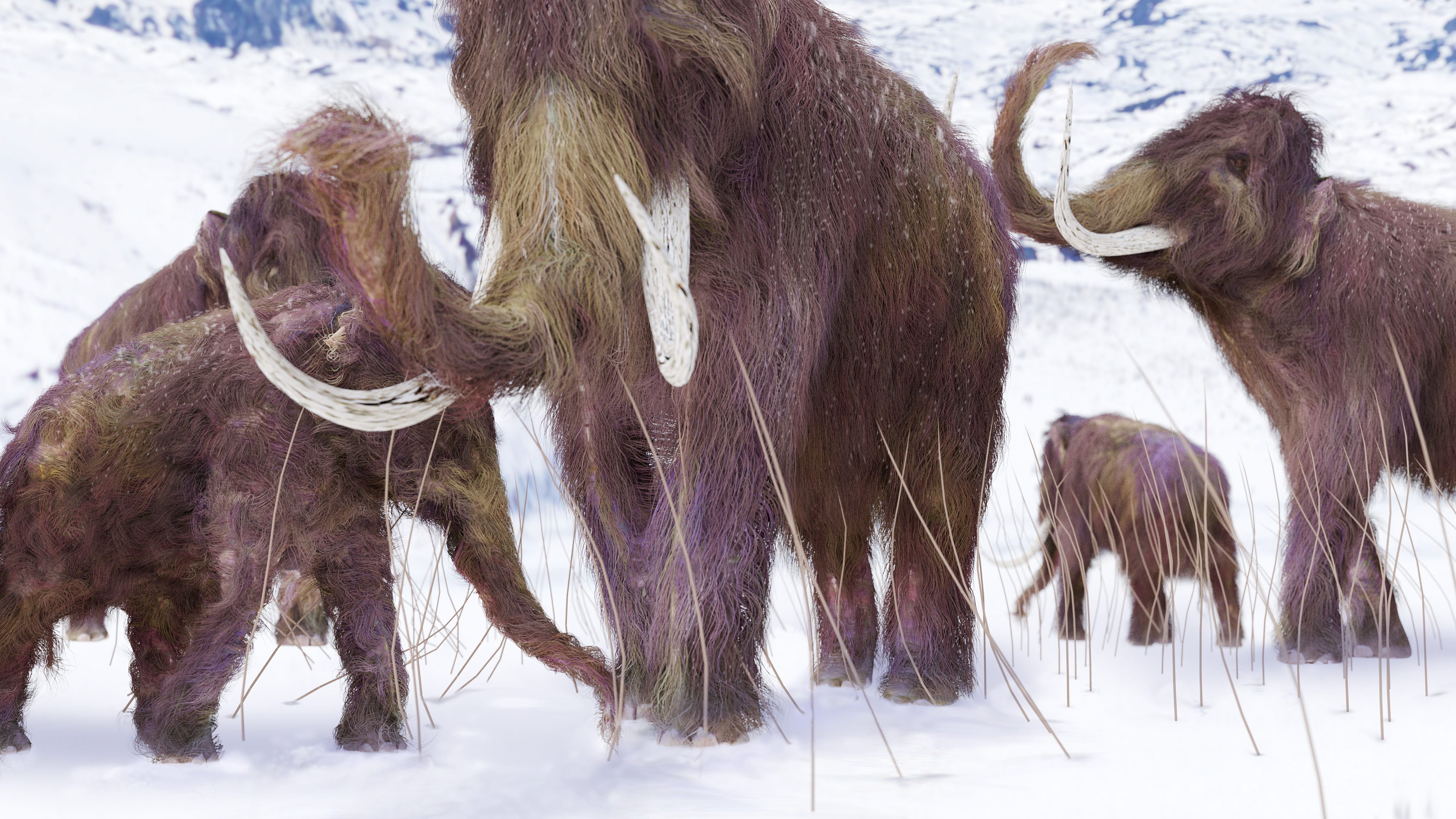 Tech company hopes to return woolly mammoths to the Arctic tundra