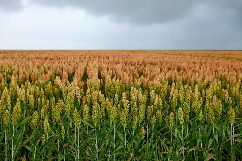 Field of sorghum.