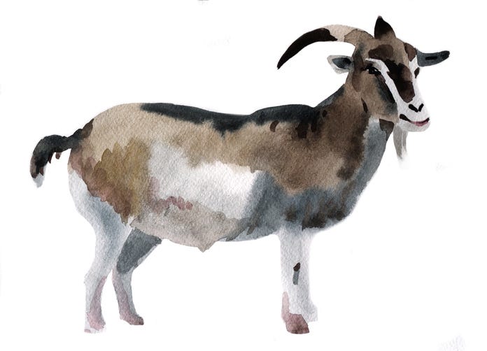 Goat