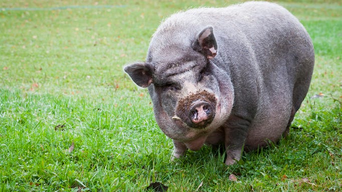 WATCH: Brave pigs fight off black bear