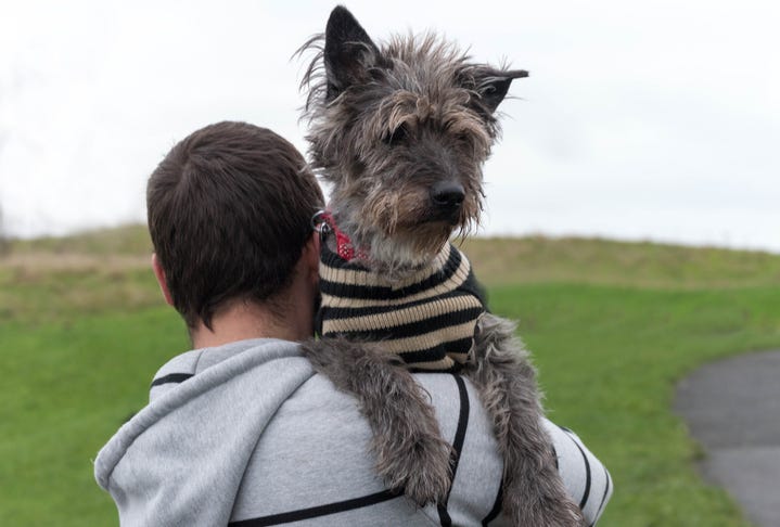 Carrying dog